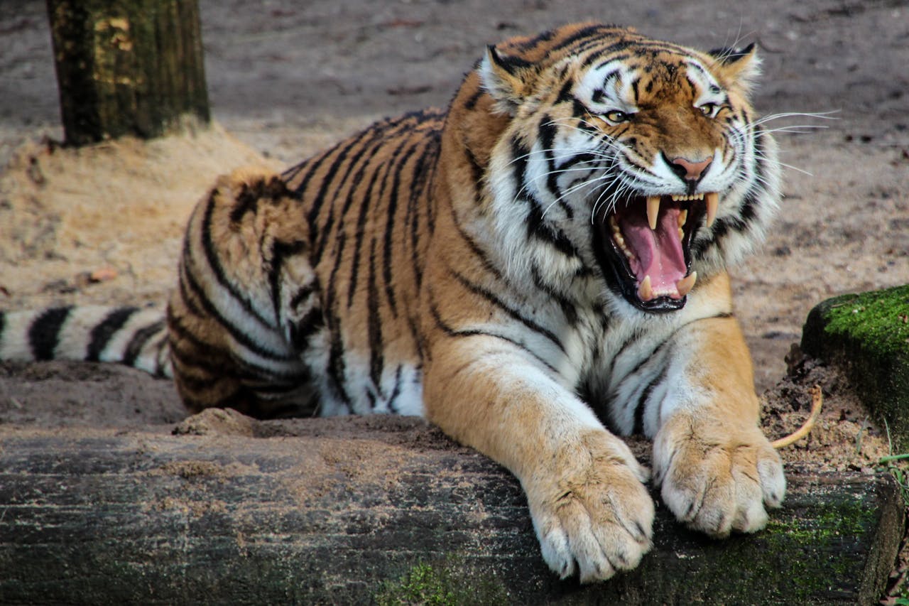 A powerful tiger shows its dominance with a fierce roar in the wild.
