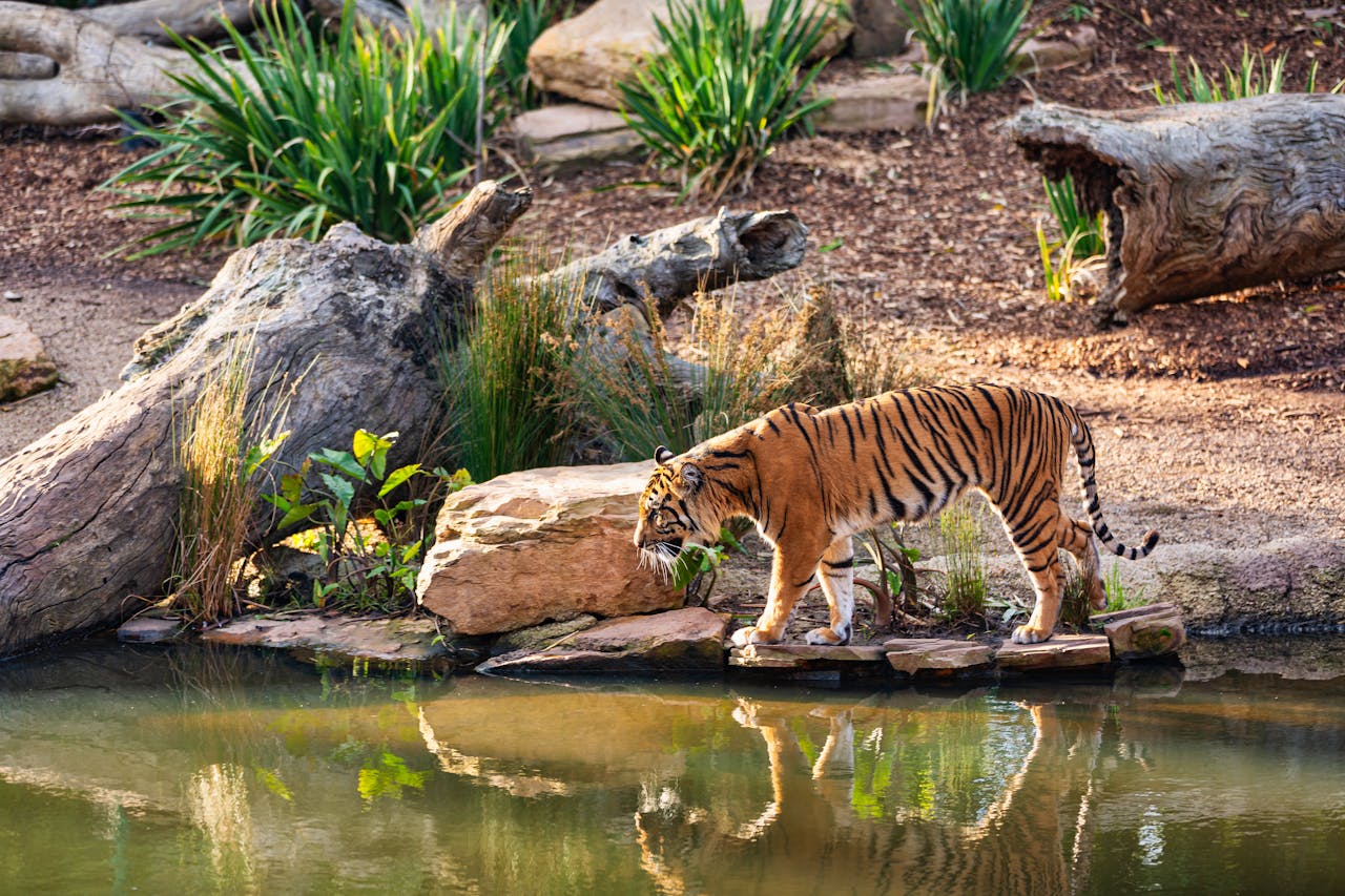 A Bengal tiger walking by a water edge amidst greenery and logs, reflecting in the lake.