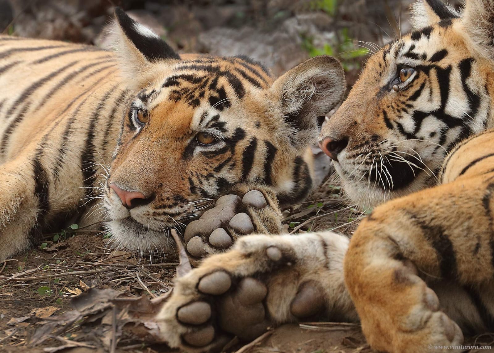 whatsapp-image-2025-11-26-at-15536-pm-1