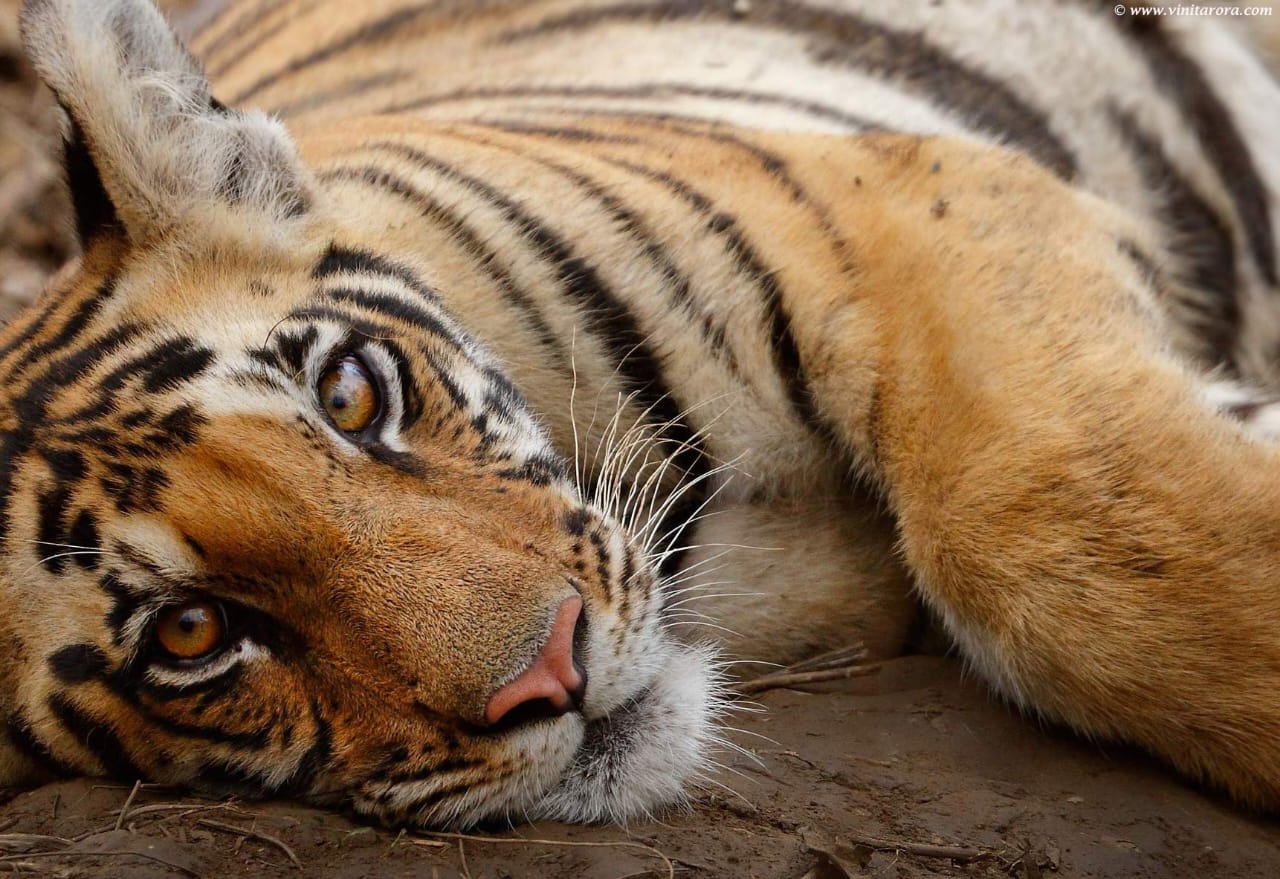 whatsapp-image-2025-11-26-at-15541-pm